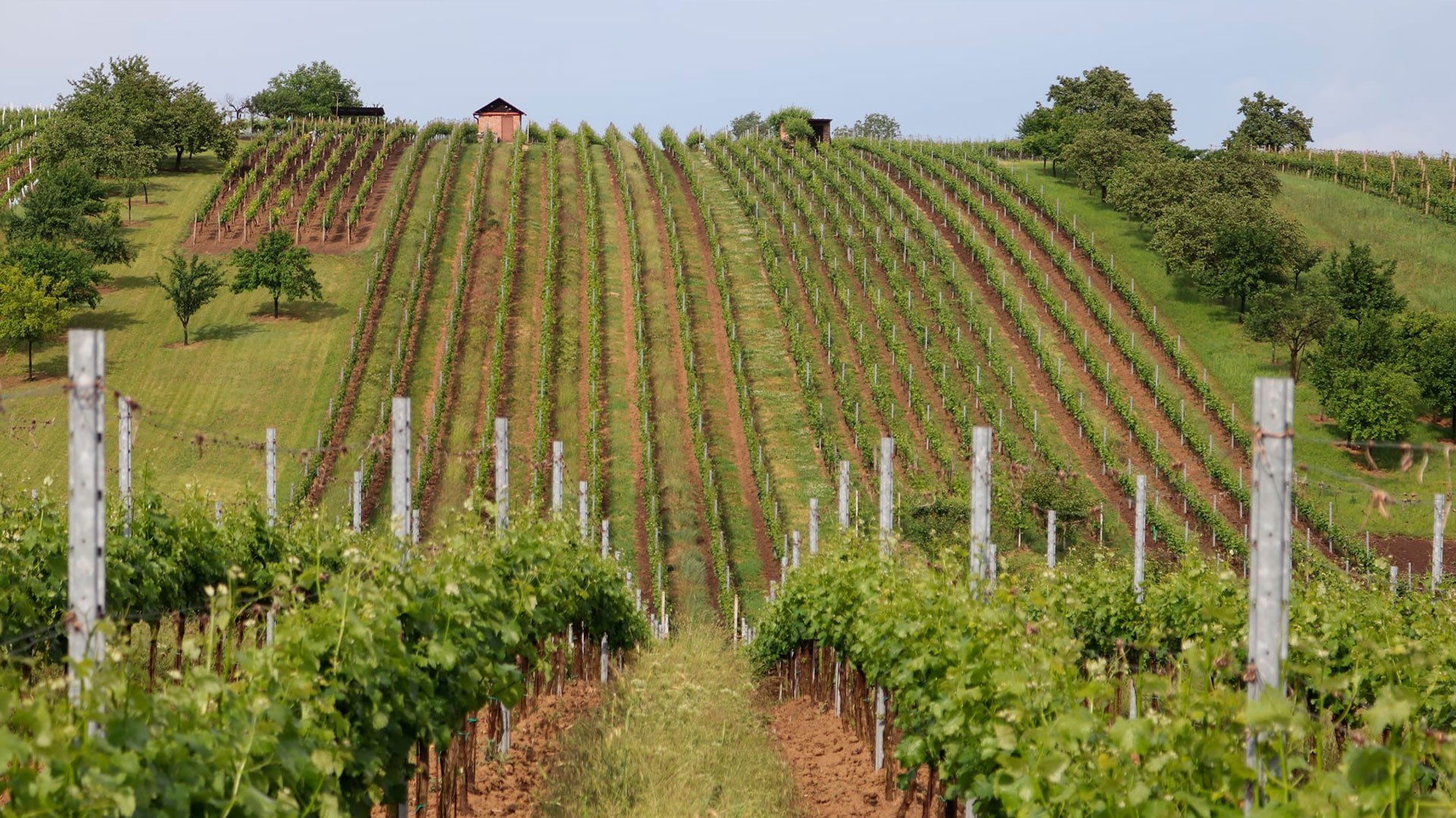 Grmolec Winery | Hovorany, Moravia